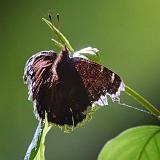 Mourning Cloak Butterfly_00428